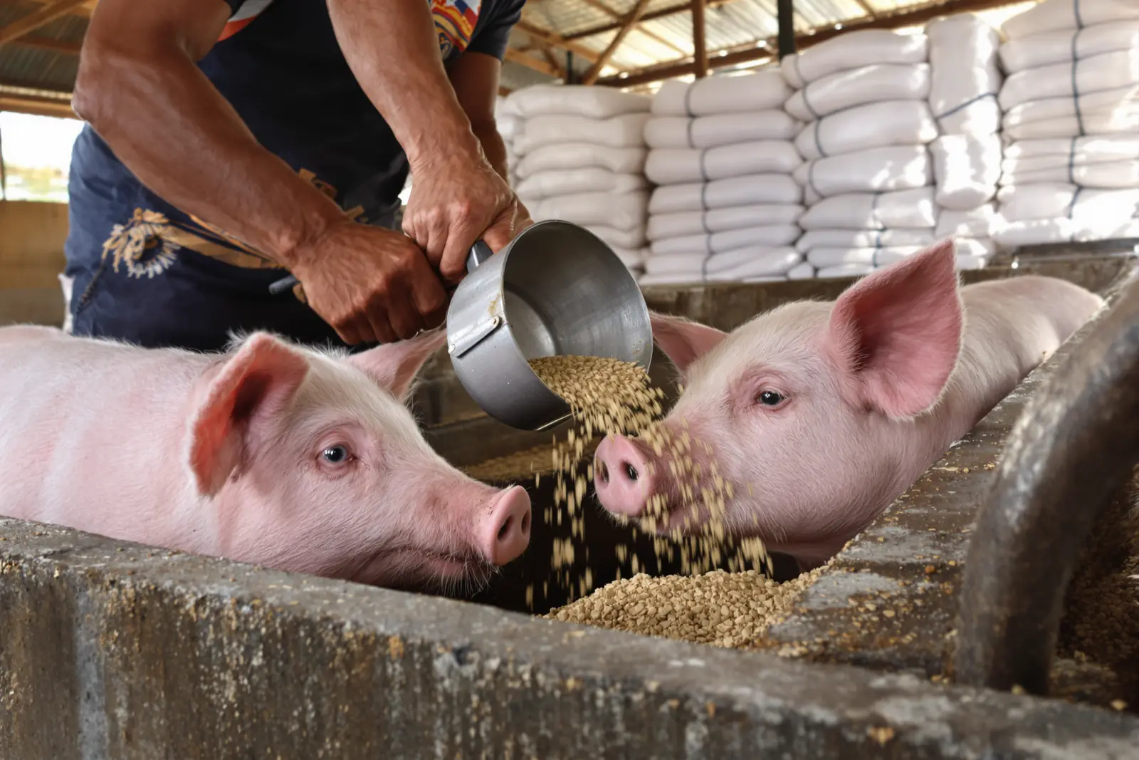 Mga kamot nga nagbubo og pakaon sa labangan samtang mikaon ang duha ka baboy